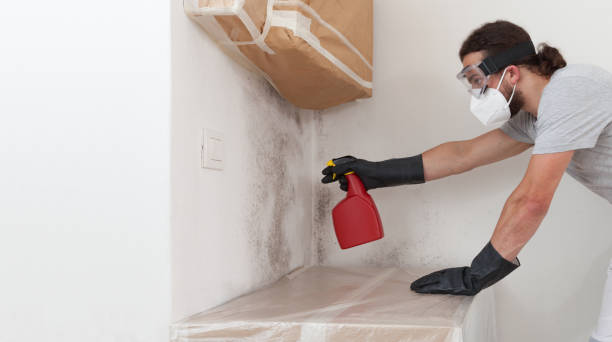 Professional Black Mold Removal technician working in Bay Shore, NY