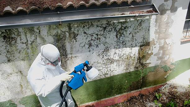 Trusted Attic Mold Removal service in Bay Shore, NY - Cheap Mold Removal